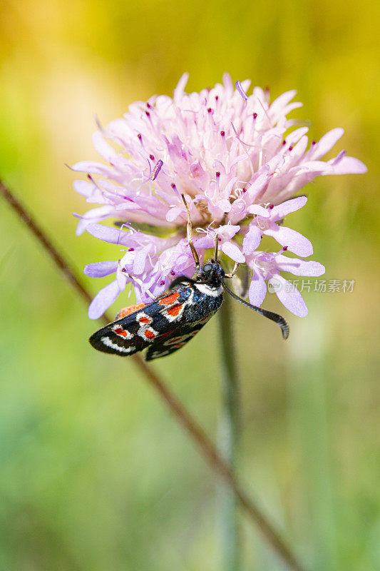 Zygaena occitanica moth， Catalonia.普罗旺斯伯内特